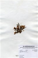 藏品(有柄褐扇藻)的圖片